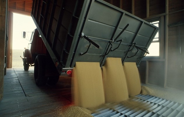Grain dumped from a truck into storage bins.