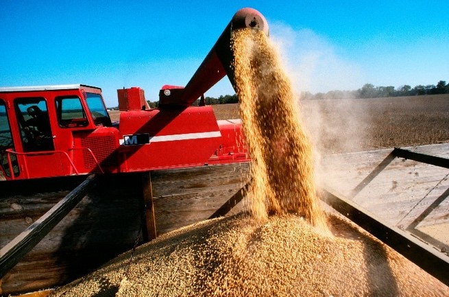 Grain being mechanically transferred to a bin in a field.